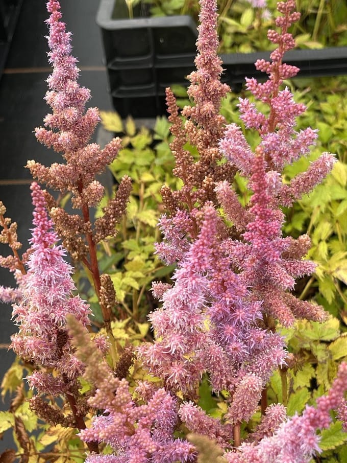6x Pluimspirea - Astilbe chinensis 'Pumila' | 9x9 cm pot