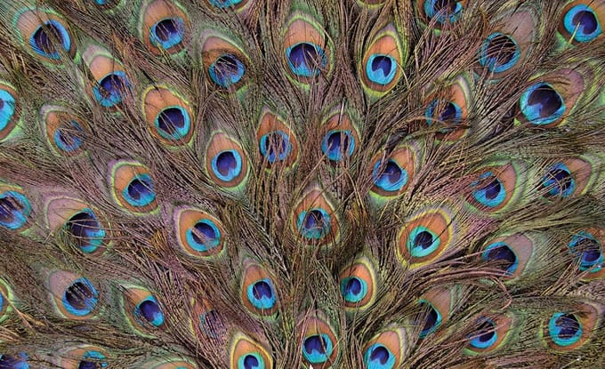 Peacock Feathers Photo Wallcovering