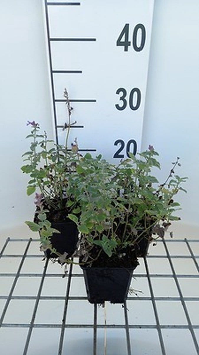 6x Kattekruid - Nepeta racemosa 'Superba' | 9x9 cm pot