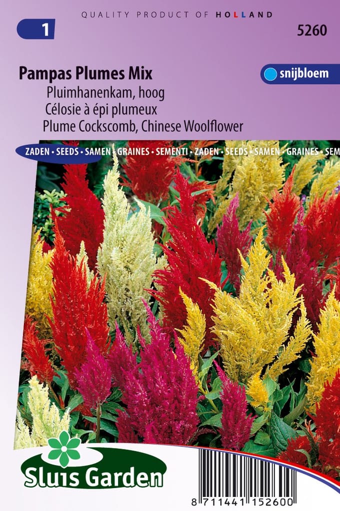 Sluis Garden - Pluimhanenkam Pampas Plume Mix (Celosia)