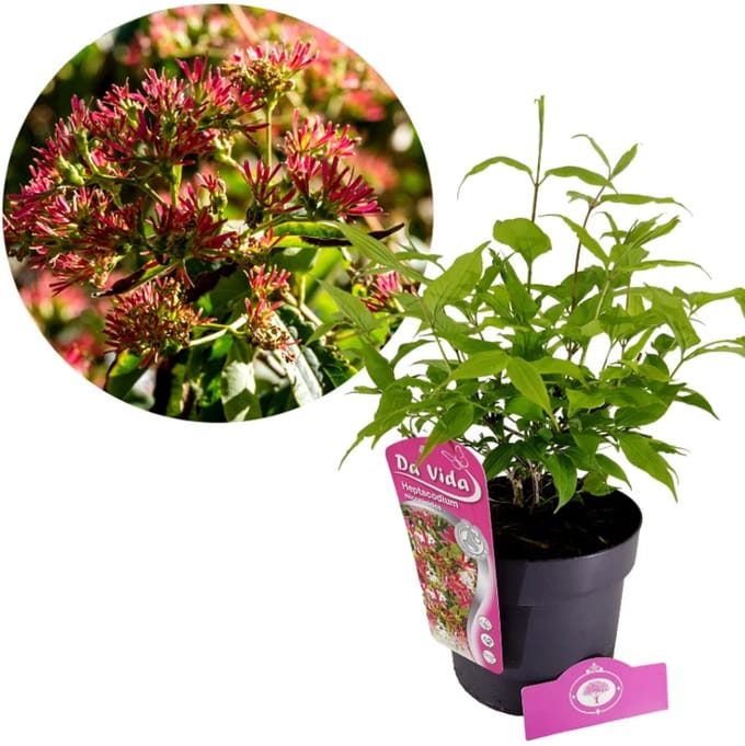 Heptacodium miconioides, Zevenzonenboom , 3 liter pot