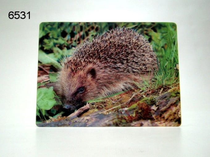 3D Ansichtkaart - Egel in het Gras - 16 x 12 cm - Diepte Effect - Zonder Envelop