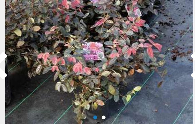 Loropetalum chin. Fire Dance - Heksenstruik - Pot 2 liter - Roze Rode Bloem