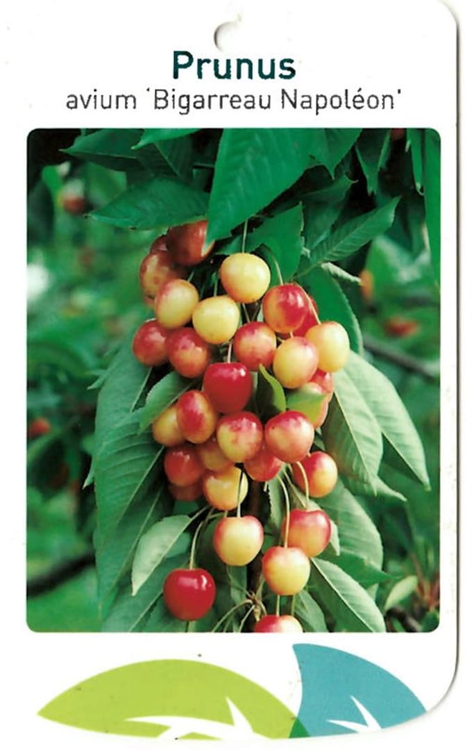 Oosterik home - Prunus Avium Bigarreau Napoleon
