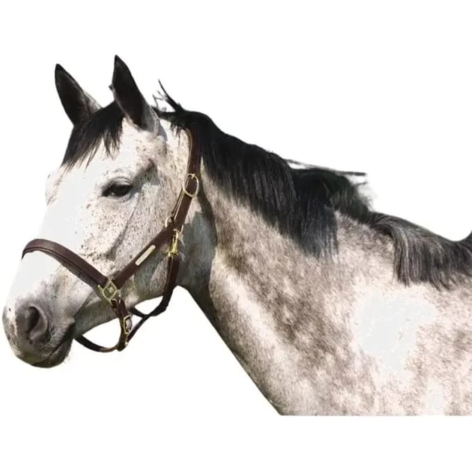 Norton Equestrian Double Adjustment Halster Groen Cob