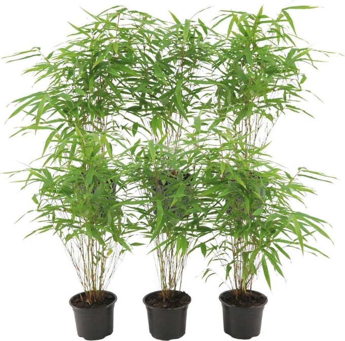 6 x Fargesia Rufa Ø12 cm - 25 cm