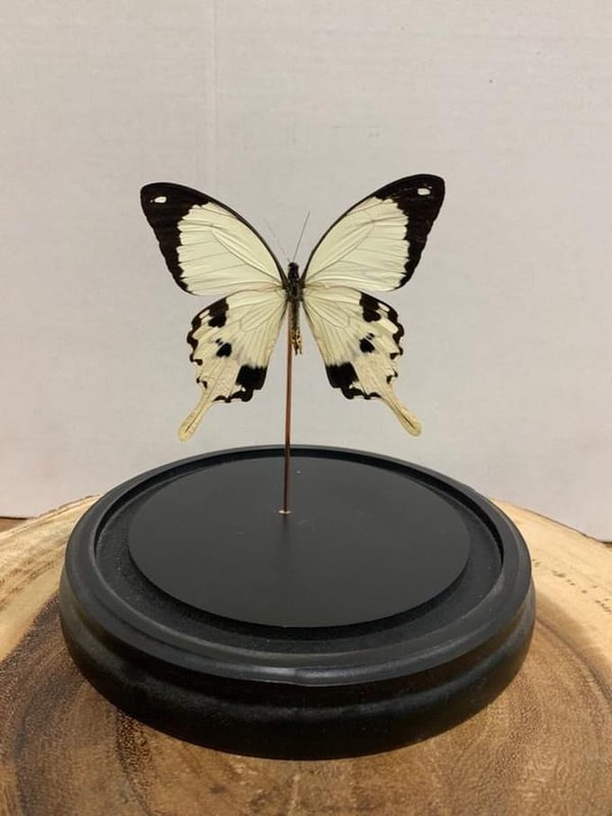 Stolp met Papilio Dardanus (1)