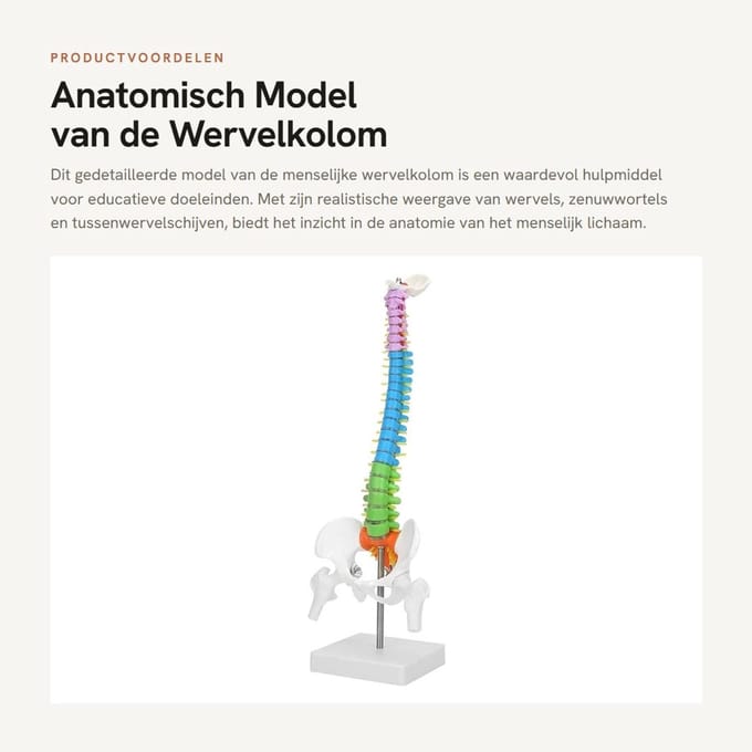 Dailygoods- Wervelkolom Model - 45 cm Levensgroot - Anatomisch - Flexibel - Gedetailleerd - Hoogwaardig PVC