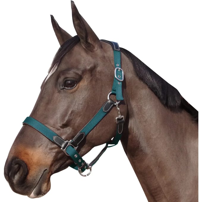 Nylon/leren halster Flags&Cup