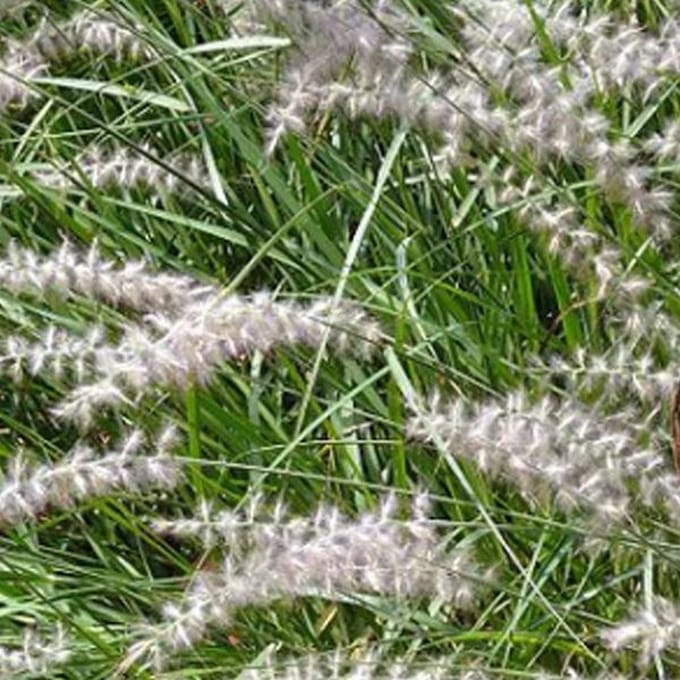 6 x Pennisetum Orientale 'Karley Rose' - Lampepoetser - pot 9 x 9 cm