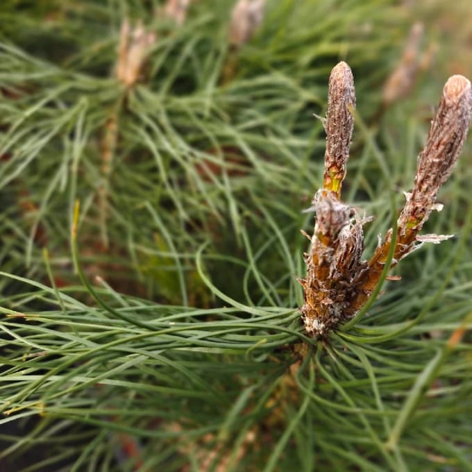 Set van 4 Oostenrijkse dennen - Pinus nigra nirga - Hoogte 25cm - 9cm pot