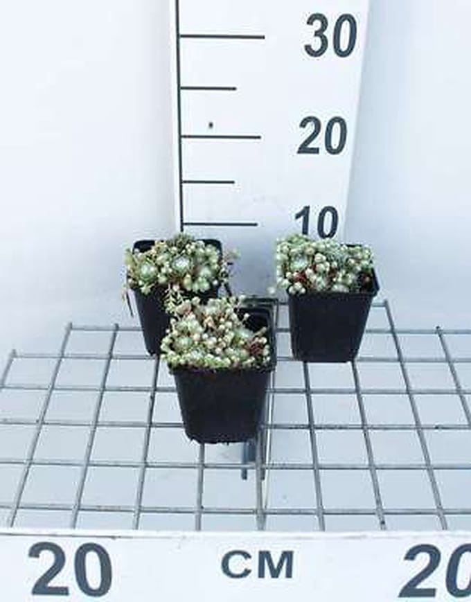 6x Spinnenwebhuislook - Sempervivum arachnoideum | 9x9 cm pot