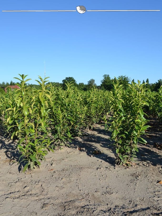 Laurier Prunus Genolia 120-140 cm, 7x Haagplant