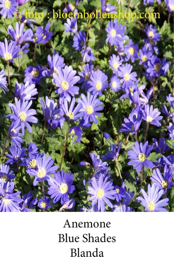 anemone Blue Shades 50 bollen maat 6/+