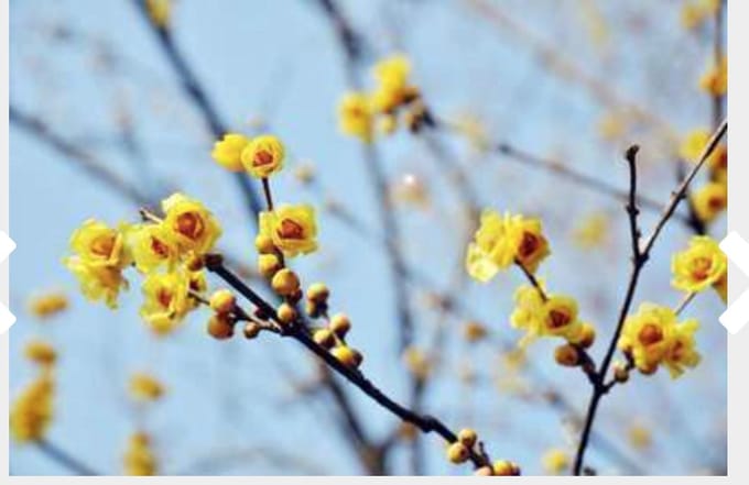 Chimonanthus Praecox - Winterbloem 30-40 cm in pot - Winterbloeier !