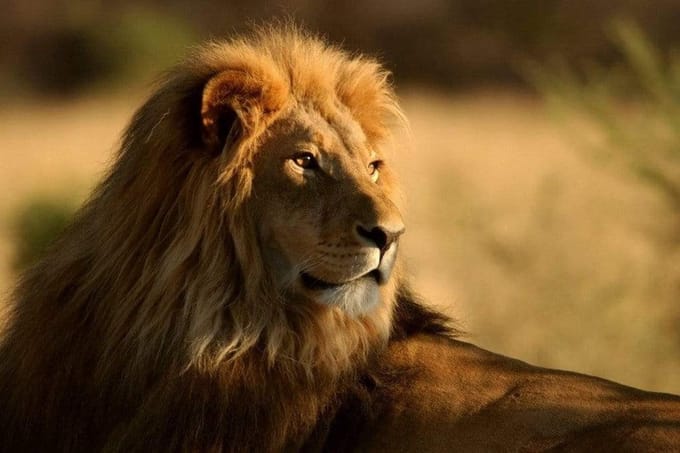 Fotobehang - Lion 375x250cm - Vliesbehang