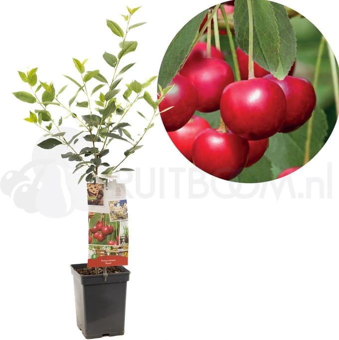 Prunus cerasus Morel Patio Fruithof