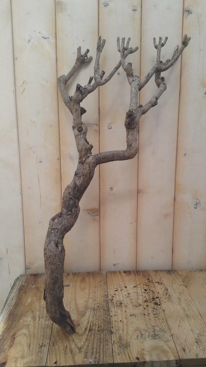 Decoratie tak klein 20 tot 30 cm Warentuin Natuurlijk