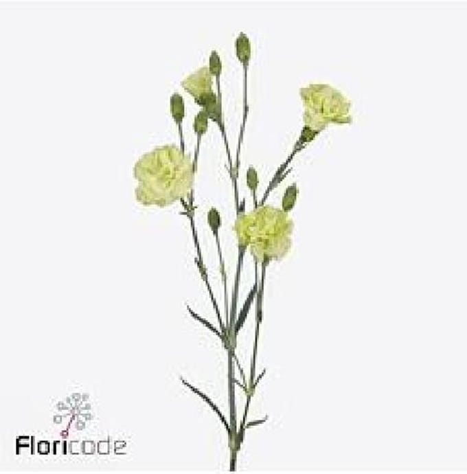 10x Dian.tr.parsley+ 60cm