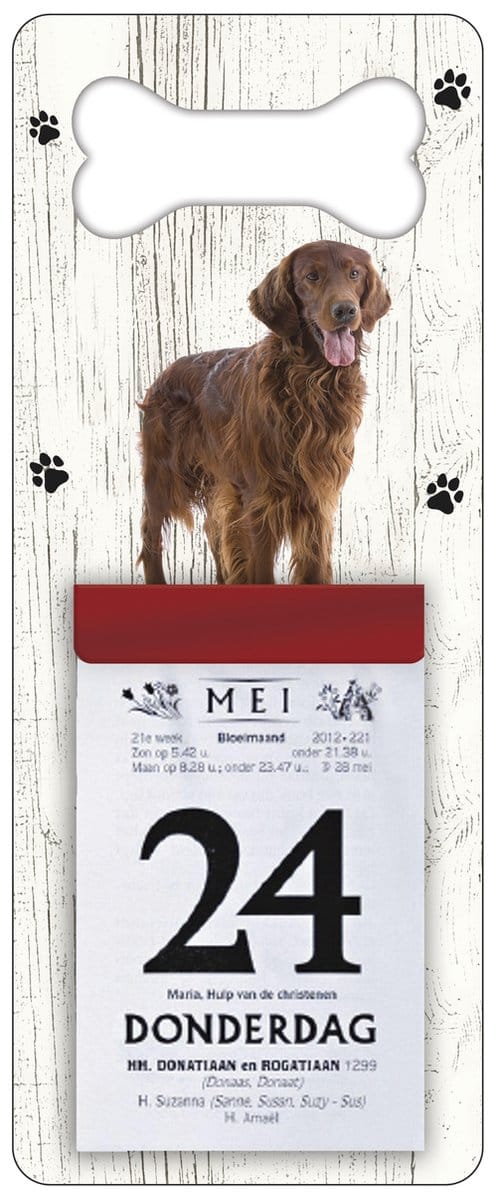 Scheurkalender 2027 Hond: Irish Setter