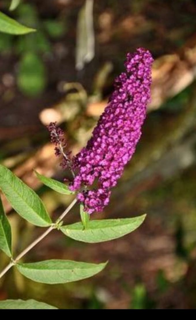 2 x Buddleja dav. 'Royal Red' - Vlinderstruik 40- 60 cm in pot