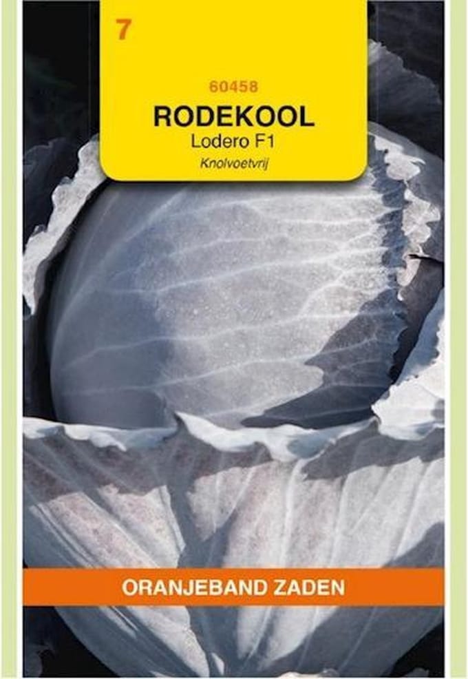 Oranjebandzaden -  Rode Kool Lodero F1, Knolvoetvrij