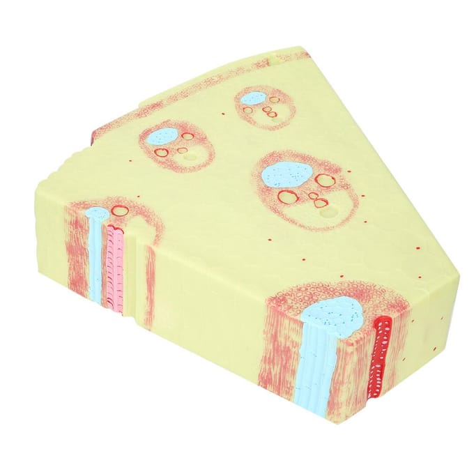 Modèle de Tige de Monocotylédones Modèle Pédagogique Éducatif de Biologie beige
