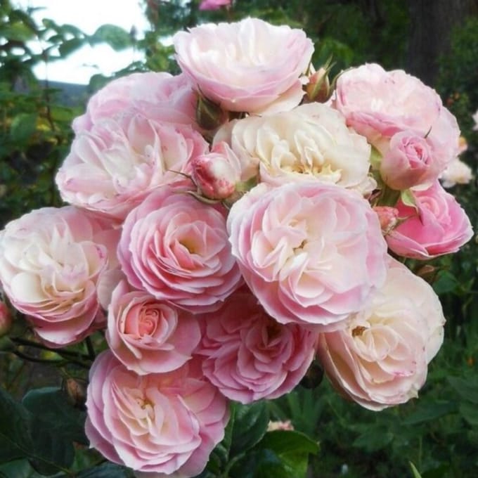 Rosa 'Bouquet Parfait'® - Prachtige rozen voor in de tuin