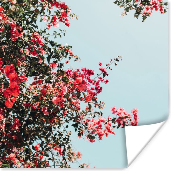 Poster Bloemen - Lucht - Roze - 75x75 cm