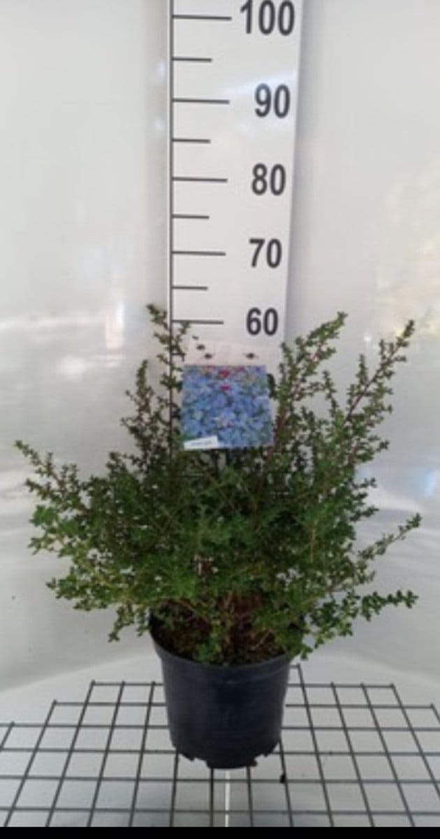 Ceanothus hybr. 'Julia Phelps' - Amerikaanse Sering , Sikkelbloem 40- 50 cm in pot