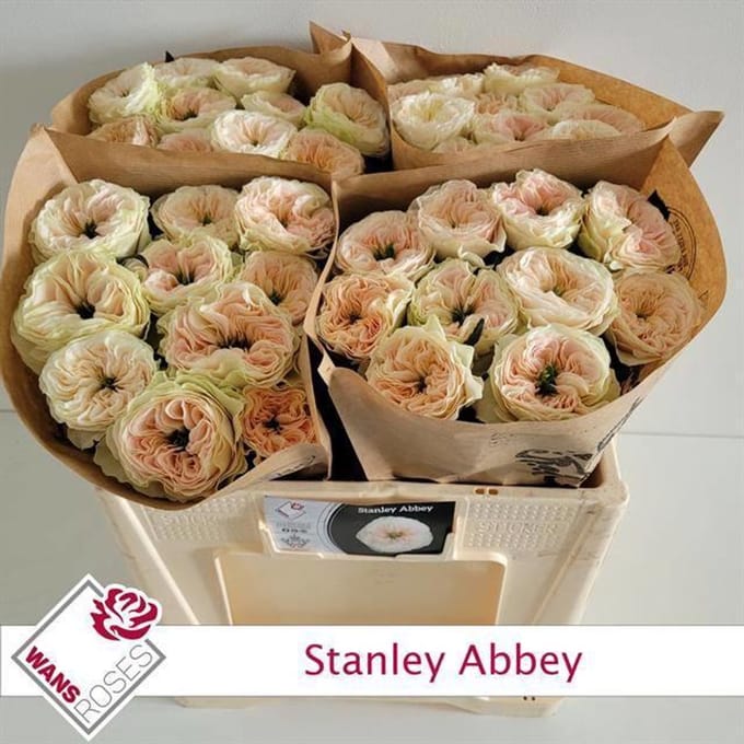 10x Rosa stanley abbey 50cm