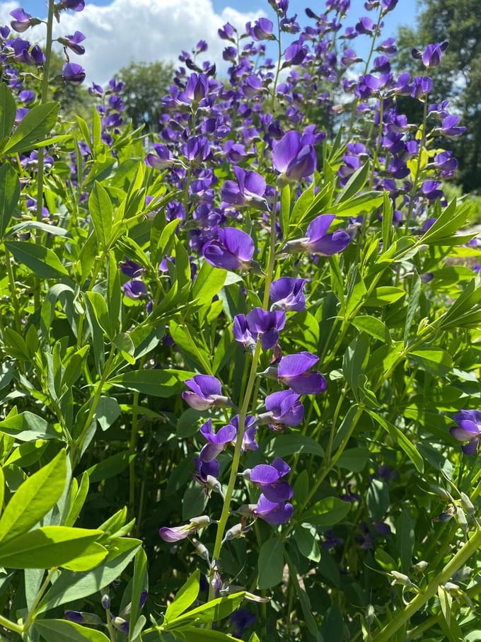 6 x Baptisia australis -  Indigolupine - P9 Pot (9 x 9cm) - Dima Vaste Planten