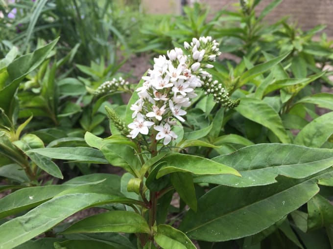 6 x Lysimachia clethroides - Wederik - P9 Pot (9 x 9cm) - Dima Vaste Planten