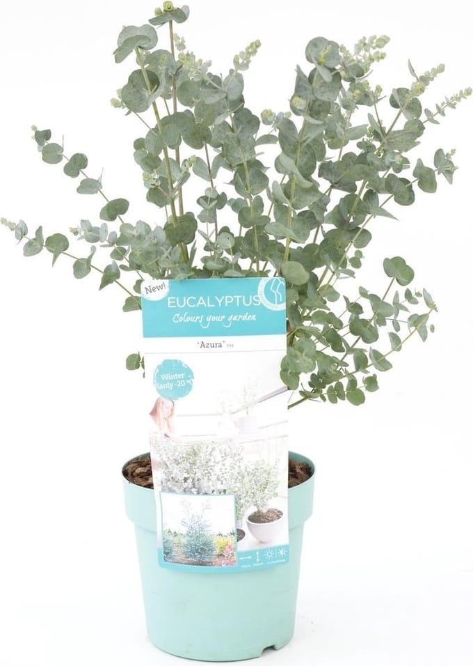 Eucalyptus gunnii Azura (SKEUCA17AZU)