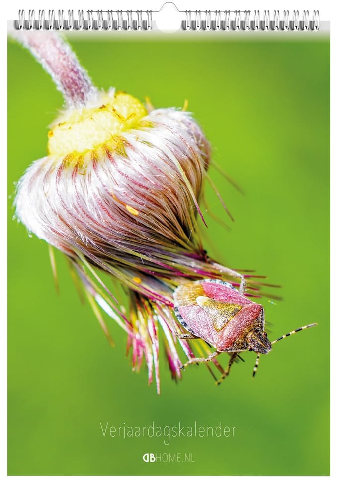 Verjaardagskalender Insecten