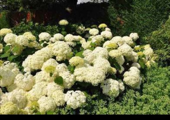 Hydrangea arb. 'Annabelle' - Annabelle, Sneeuwbal Hortensia 20- 30 cm in pot