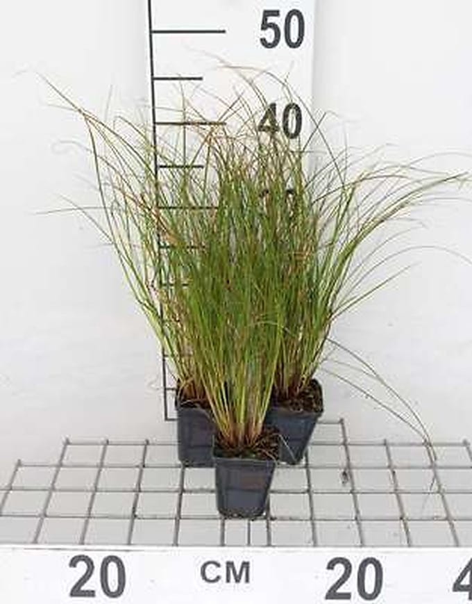 6x Oranjezegge - Test de Carex. Prairie Fire' | 9x9 cm pot