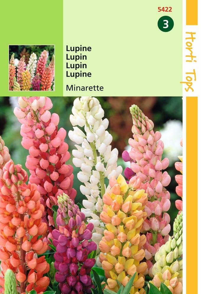 2 stuks - Hortitops - Lupinus Polyph. Russell S Minarette Gem.