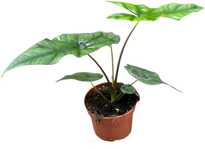 Alocasia Simpo Kamerplant Potmaat Ø10,5 cm |Vers Van De Kweker