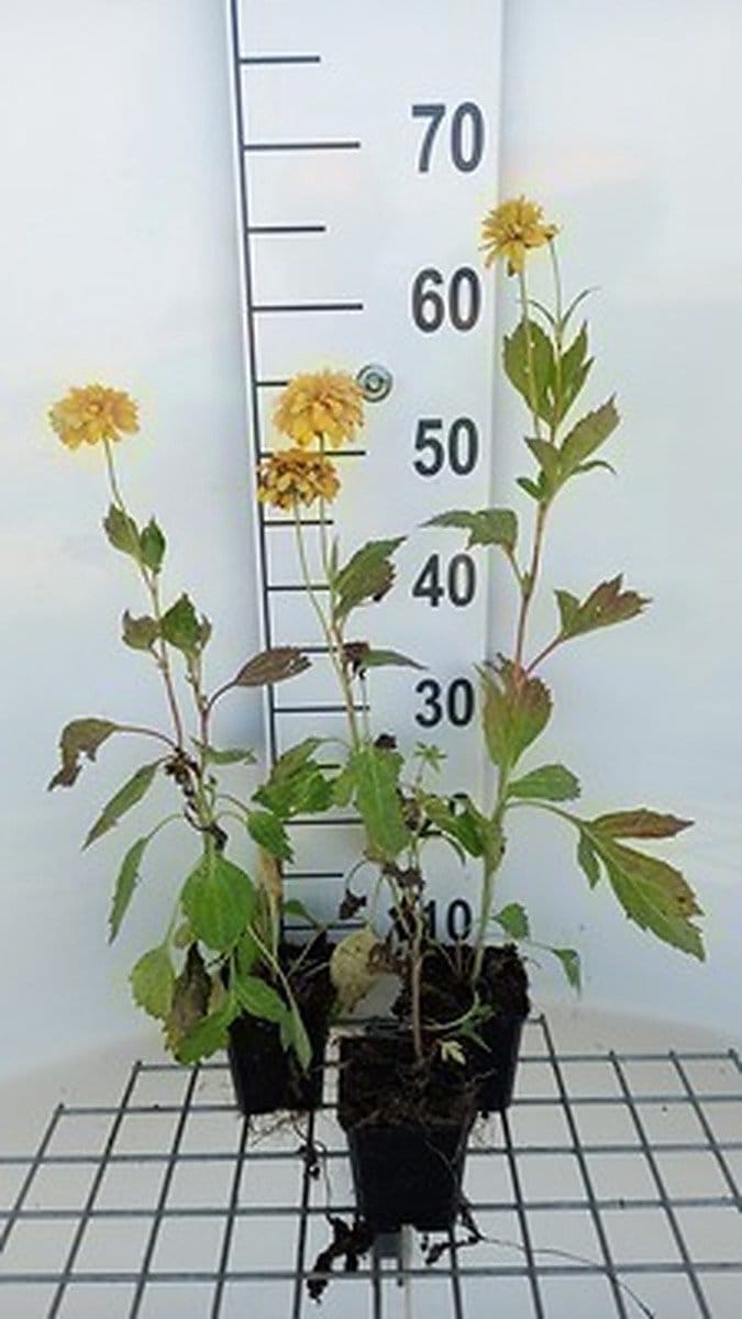 6x Zonnehoed - Rudbeckia lac. 'Goldquelle' | 9x9 cm pot