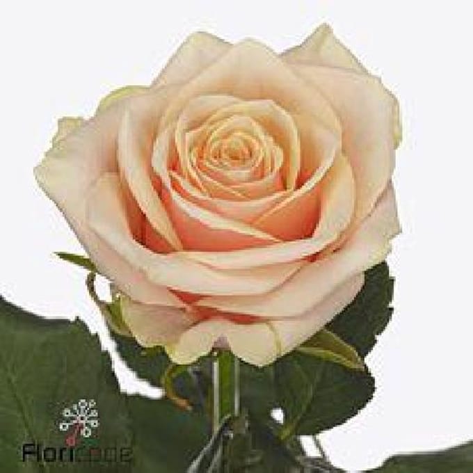 10x Rosa bellini! 50cm