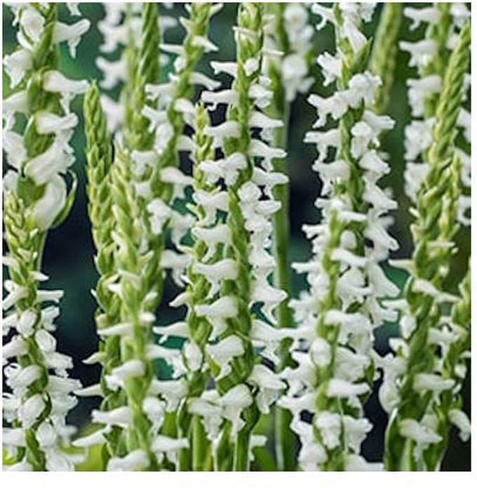 Moerings Spiranthes Cernua Chadds Ford | Schroeforchis | In 9CM pot