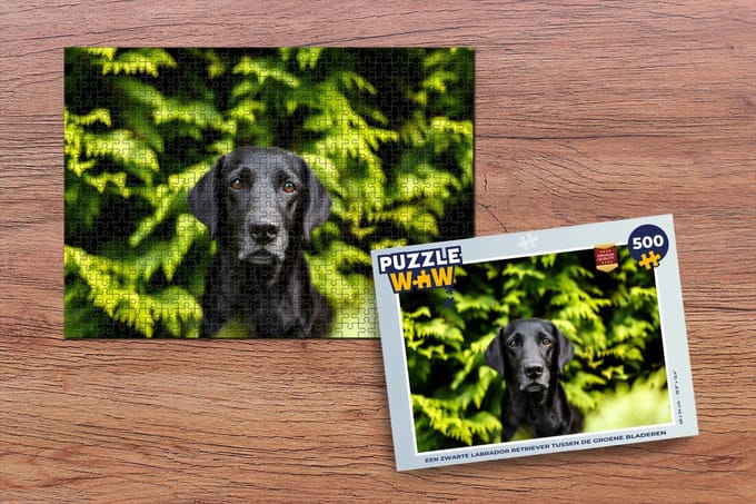 Puzzel Een zwarte Labrador Retriever tussen de groene bladeren - Legpuzzel - Puzzel 500 stukjes