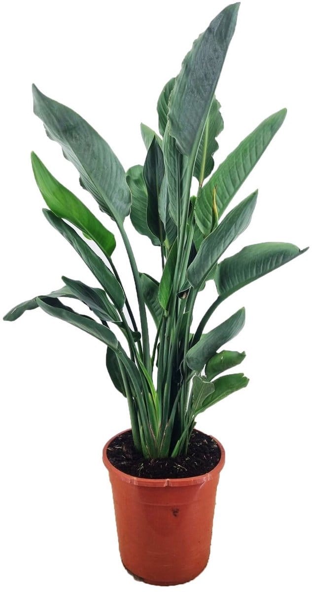 Strelitzia Reginae - Hoogte 80cm - Pot 24cm