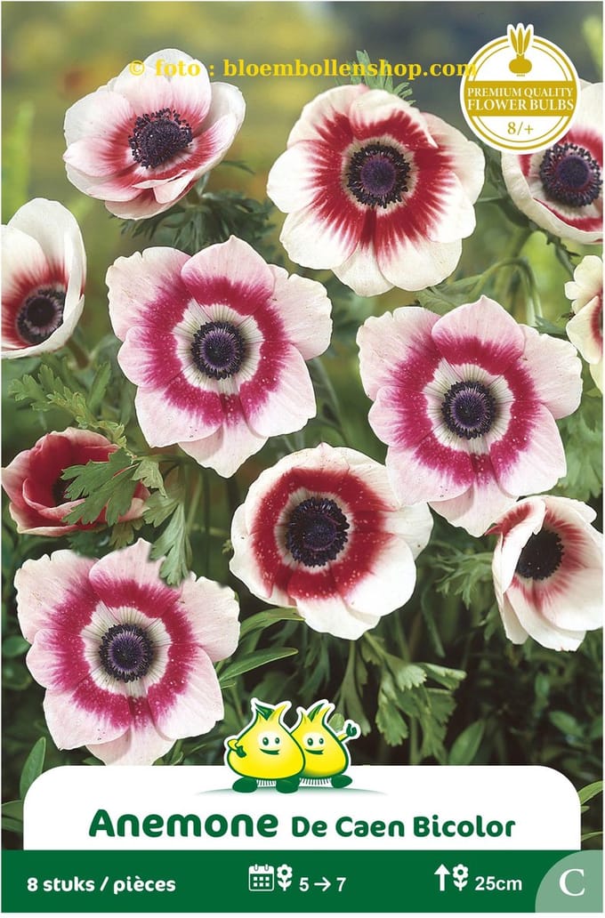 3 zakjes Anemoon Bicolor maat 8/+