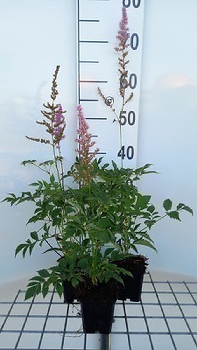 6x Astilbein - Astilbe (a) 'Venus' | pot 9 x 9 cm