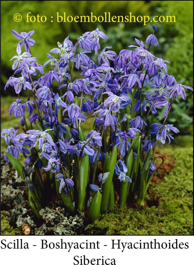 scilla Siberica 50 bollen maat 7/+