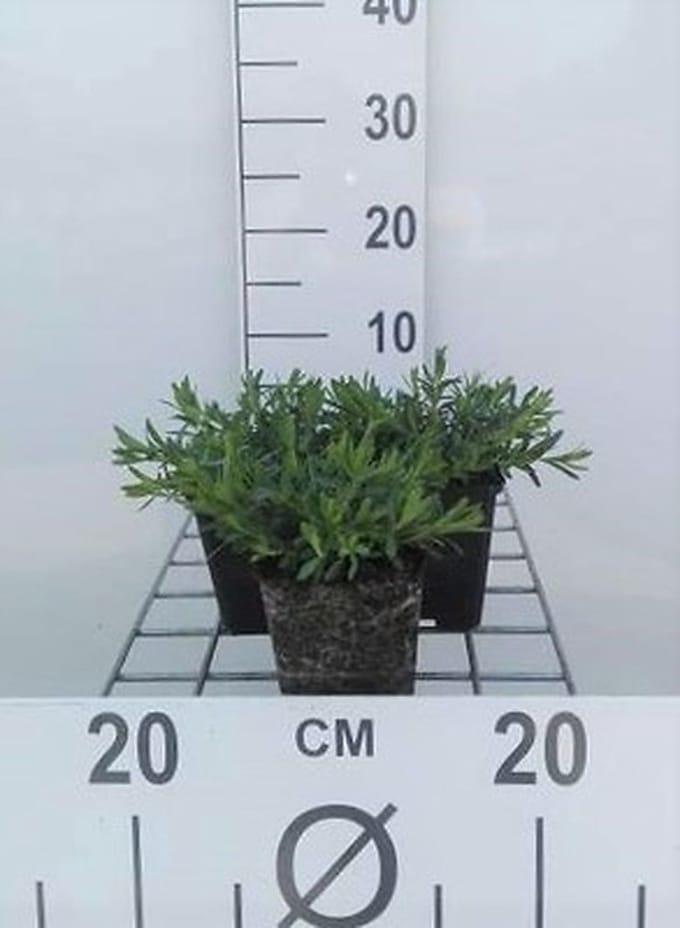 6x Steenanjer - Dianthus delt. 'Albiflorus' | 9x9 cm pot