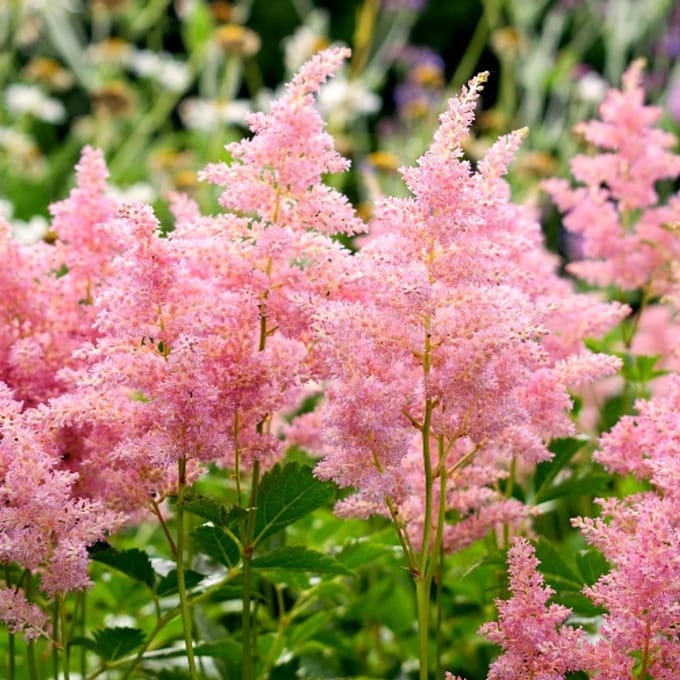 Astilbe arendsii 'Erika' - Pluimspirea - Wortelgoed - 5 stuks