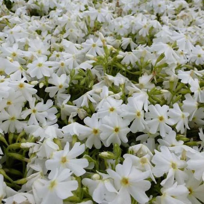 6 x Phlox 'Calvides White' - Vlambloem pot 9x9cm